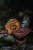grzyb reishi