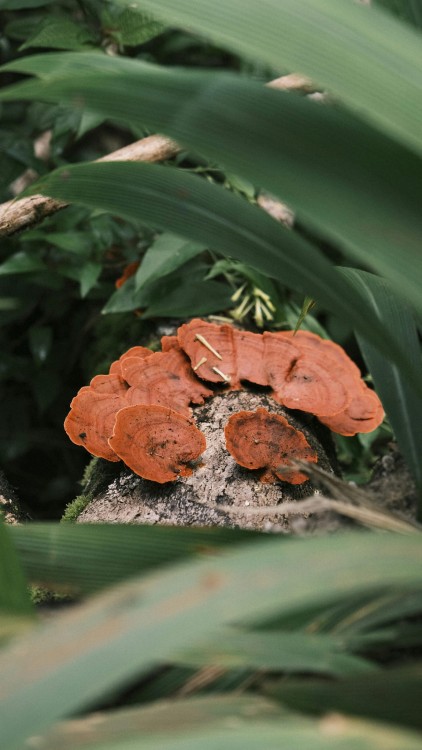 grzyb reishi w naturalnym środowisku