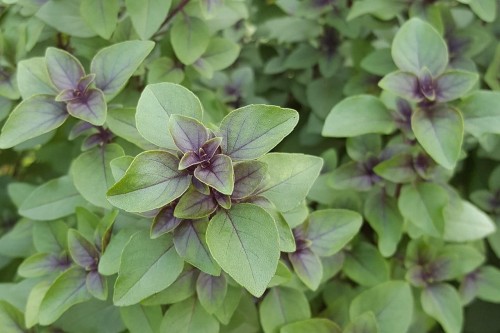 Święta bazylia, tulsi w naturalnym środowisku.