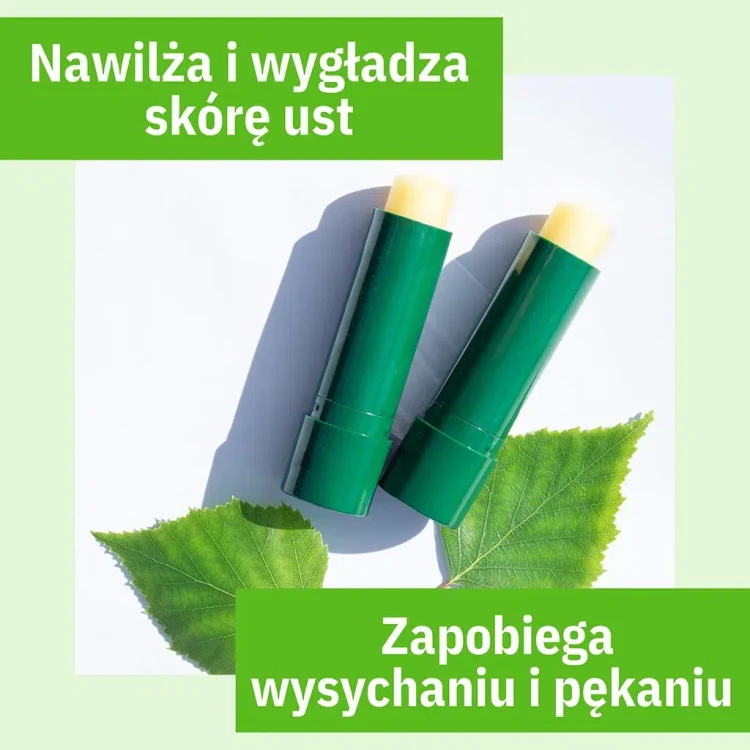 brzoza2.webp