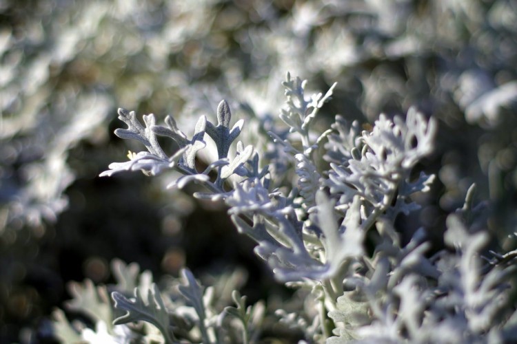 gray-plants-1680817_1280.jpg
