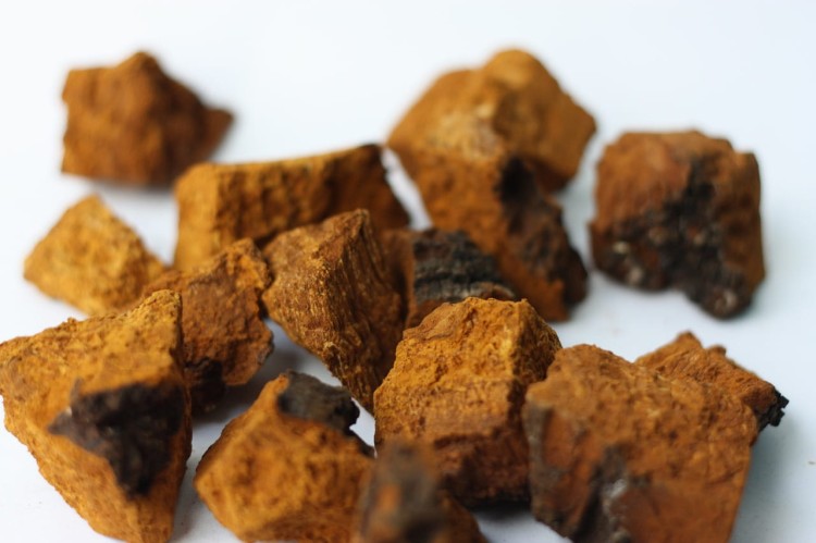 chaga-5817766_1280.jpg
