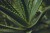 aloes.jpg