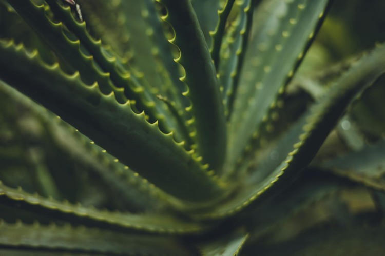 aloes.jpg