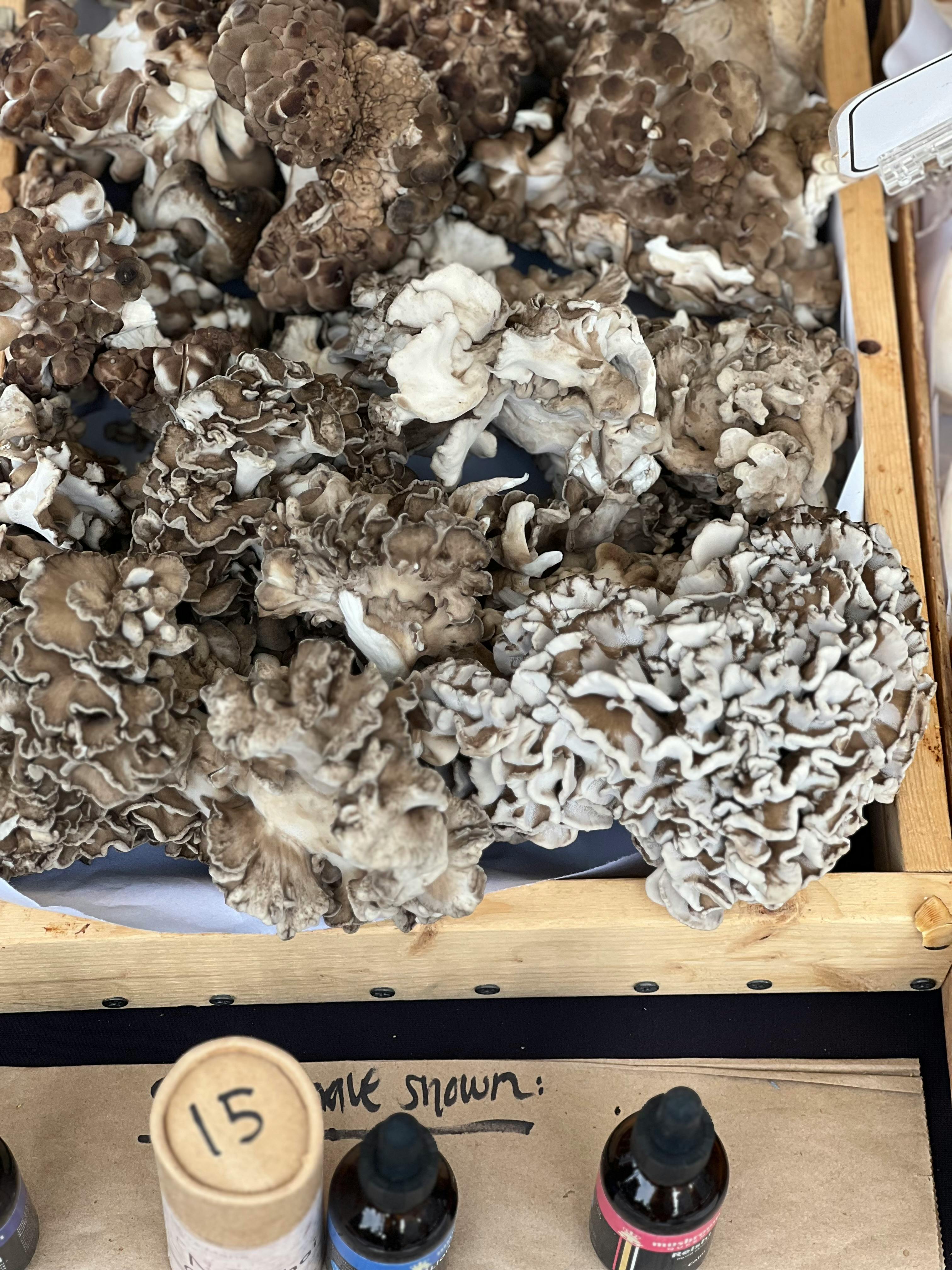 Maitake: grzyb japoński wspierający odporność, metabolizm i równowagę organizmu